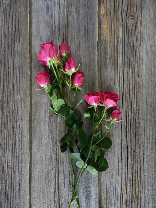 ALICIA  DARK PINK SPRAY ROSES